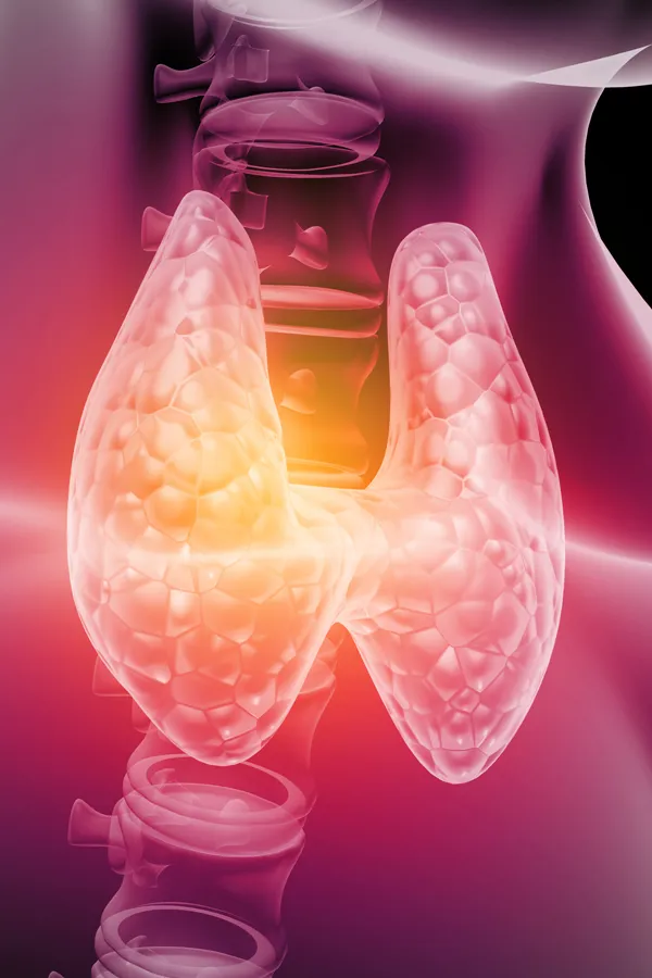 3D illustration of the thyroid. Get hypothyroidism treatment from Frank Lanzisera, D.C. in Tampa Bay Metro.
