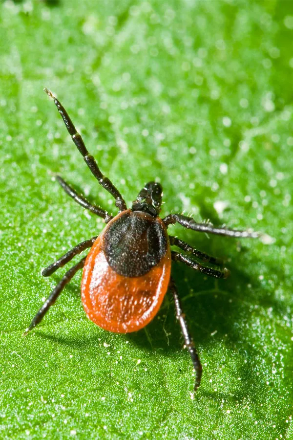 Close up of a tick on a leaf. Get treatment for Lyme Disease from Frank Lanzisera, D.C. in Tampa Bay Metro.