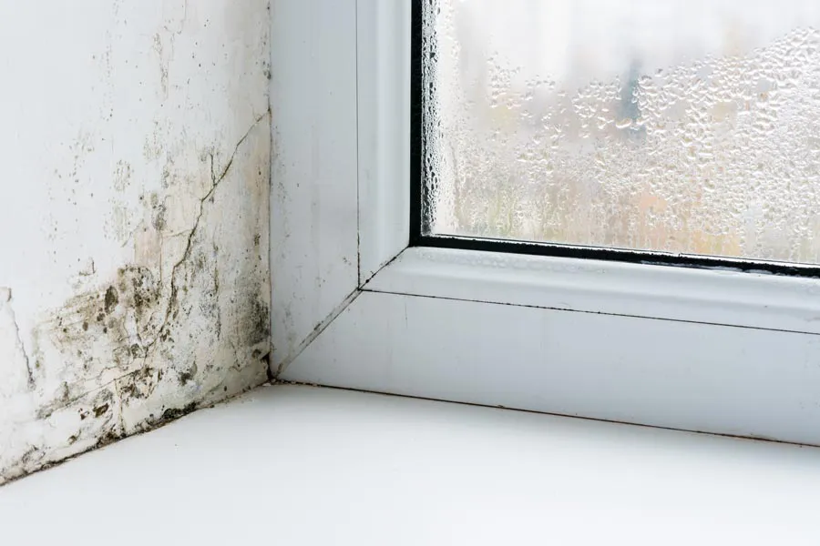 Mold buildup in the corner of a window sill. Get treatment for mold and mycotoxin illness from Frank Lanzisera, D.C. in Tampa Bay Metro.
