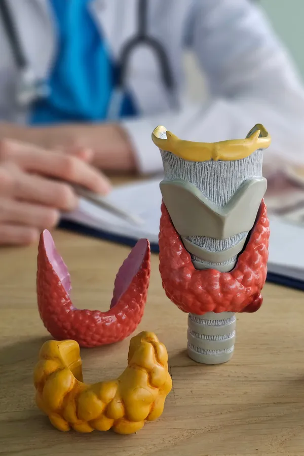 A clinician with a notepad sits behind small models of the thyroid. Get thyroid testing from Frank Lanzisera, D.C. in Tampa Bay Metro.